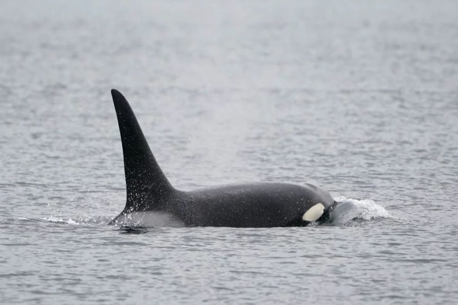 Andere glauben, dass es den Orcas nach den Lockdowns zu laut sei und sie deswegen die Schiffe angreifen würden.