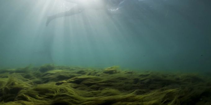 Algen in einem Fluss. (Symbolbild) algen