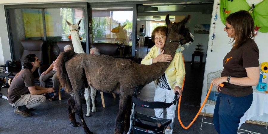 Die Freude ist gross, wenn die Lamas die einzelnen Stockwerke des Heims besuchen.