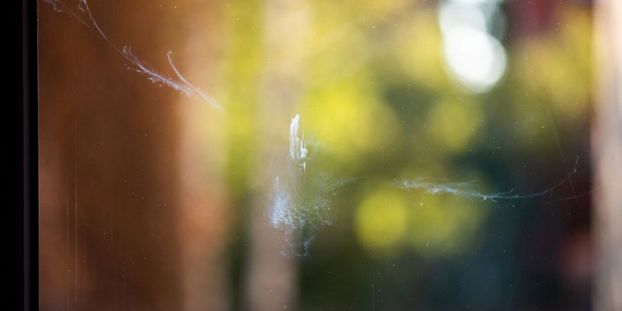 Können für Vögel zur tödlichen Falle werden: grosse Glasfenster.