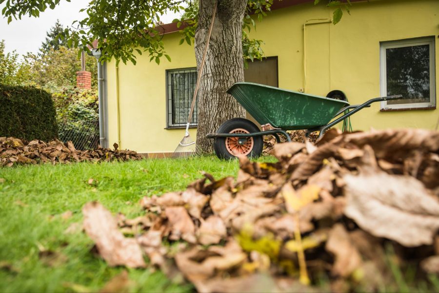 Laub Garten Gras Herbst