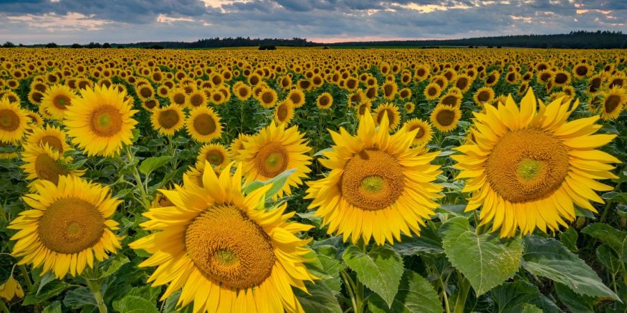 Sonnenblumen in Ostbrandenburg: Die Landwirte in Deutschland haben dieses Jahr deutlich mehr Sonnenblumen angebaut als zuvor. Hintergrund ist der drohende Ausfall von Importen aus der Ukraine.