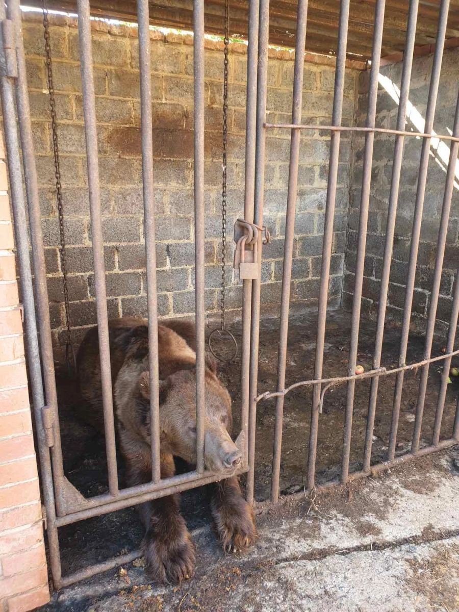 Der gestresste und unterernährte Bär harrte in seinem beschädigten Käfig aus.