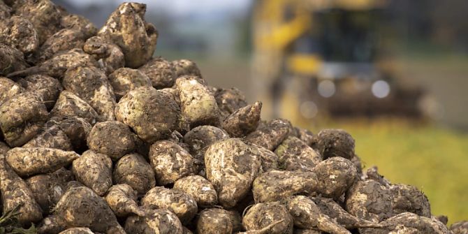 Geerntete Zuckerrüben auf einem Bauernbetrieb in Villars-le-Terroir VD. (Archivbild)
