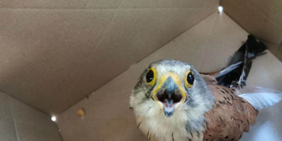 Eine junger Falke sitzt nach einem Zusammenprall mit einem Auto in einem Karton.