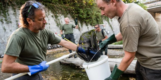 Fische werden eingefangen. (Archiv) fische
