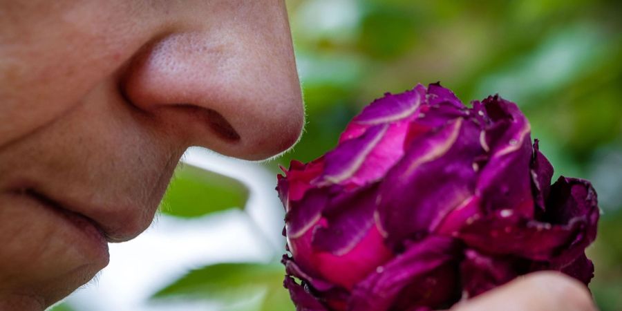 Riechen an einer Rosenblüte: Der Geruchssinn des Menschen ist auch für die mentale Gesundheit, harmonische Beziehungen und zum Lösung von Alltagsproblemen wichtig.