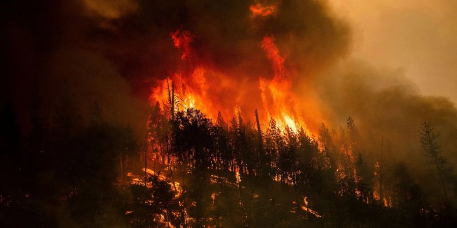 Die Flammen des McKinney-Feuers verzehren Bäume entlang des California Highway 96 im Klamath National Forest.