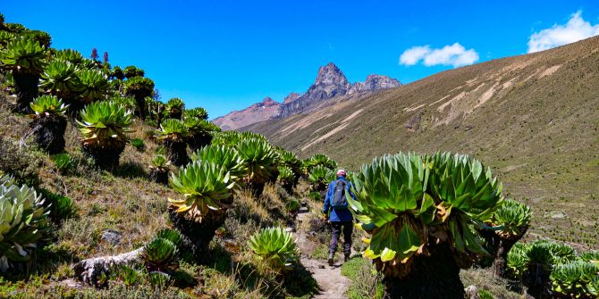 Mount Kenya Mann Wanderer Vegetation Hochland