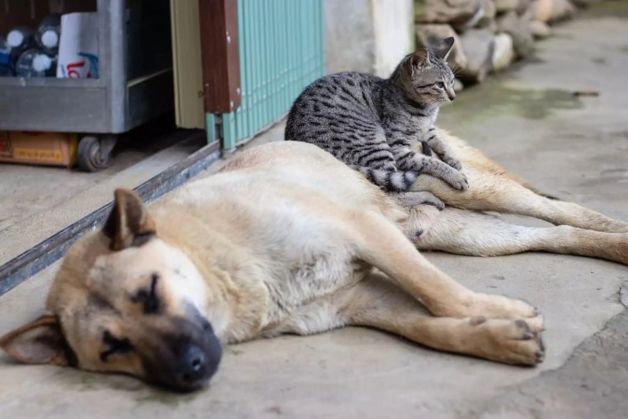 Katze und Hund.