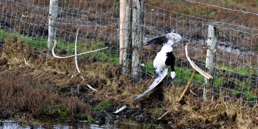 Geflügelpest gans tot vogel