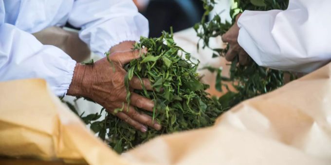 Erntehelfer behandeln gepflückte Blütter für Grünen Tee. coronavirus grüner tee