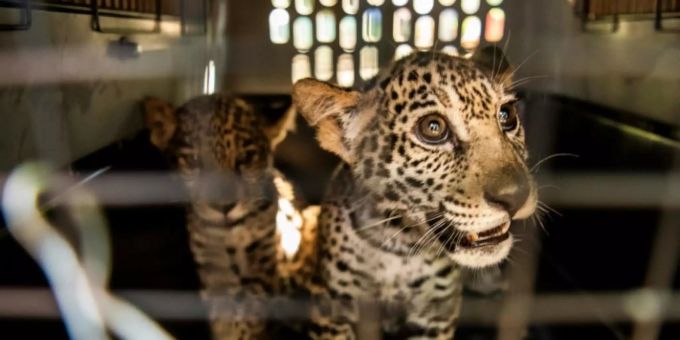 Die kleinen Jaguare. Kriminelle wollten Raubkatzen ins Ausland verkaufen. Jaguar nicaragua