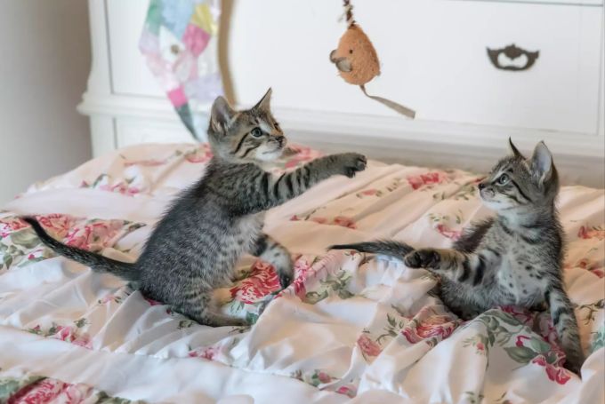 Aus Schnur und Federball ein Angelspielzeug für Ihre Katze basteln. Zwei Katzen beim Spielen.