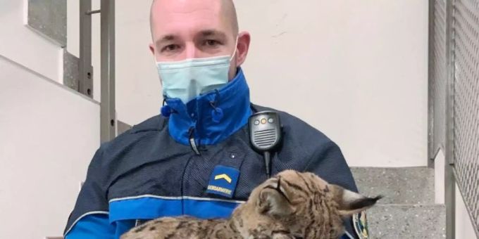 Ein Polizist mit dem geretteten Jungluchs. Ein Polizist mit dem geretteten Jungluchs.