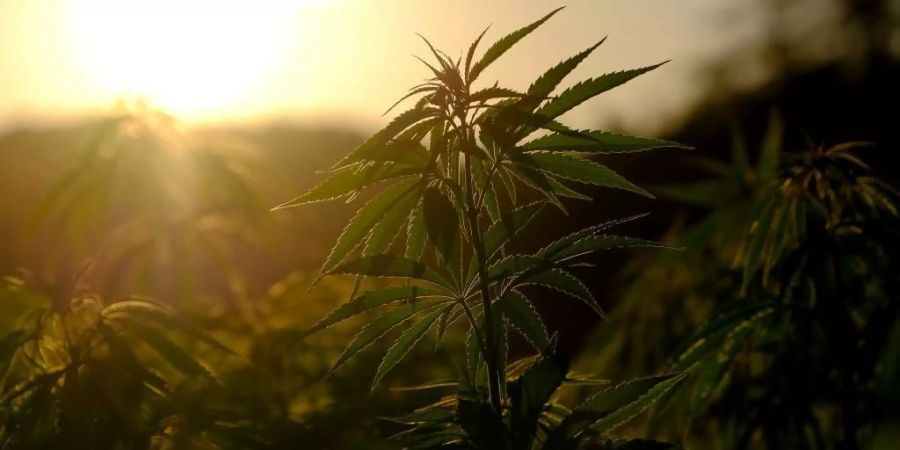 canopy growth