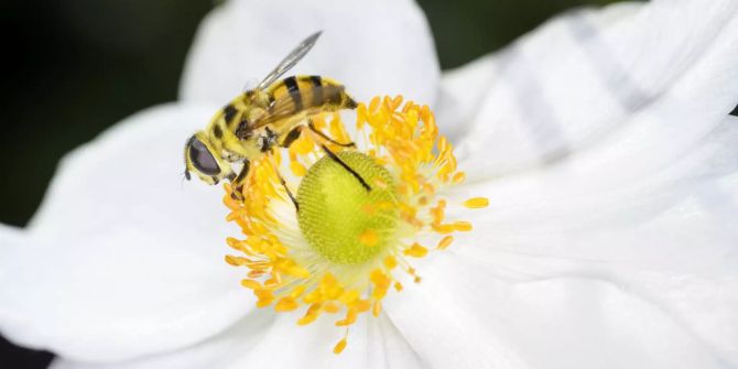 Mehr vegan, mehr Biodiversität