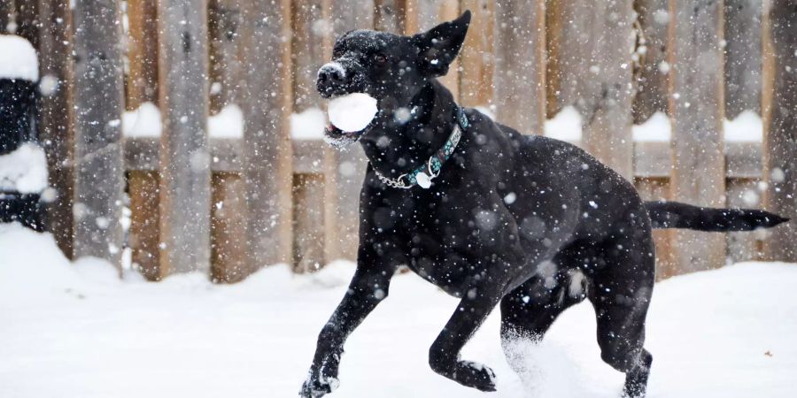 Hund im Schneee.