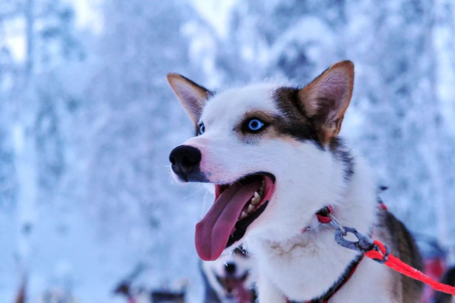 Husky in Lappland