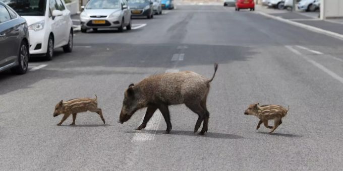 Wildschweine auf der Fahrbahn. (Symbolbild) A6