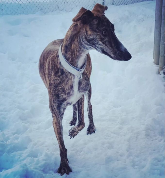 Die Galga-Hündin liebt stundelange Spaziergänge. Lydia New Graceland
