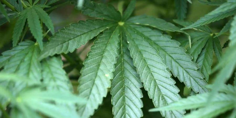 Hanf-Pflanzen (Cannabis) wachsen in einem Garten. Foto: Oliver Berg/dpa