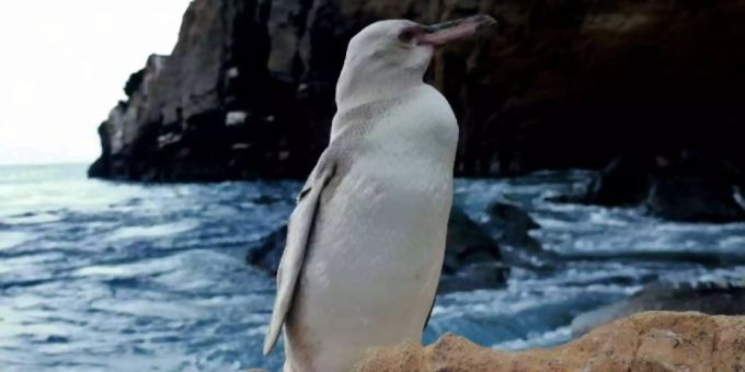 Der komplett weisse Pinguin auf den Galapagosinseln. galapagosinseln