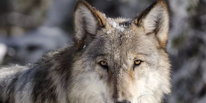 In der Magadinoebene ist am Donnerstagmittag ein Wolf gesichtet worden. (Archivbild) In der Magadinoebene ist am Donnerstagmittag ein Wolf gesichtet worden. (Archivbild)