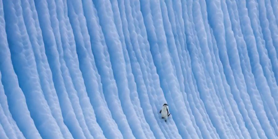 Bei der Konferenz der Antarktis-Kommission gibt es noch viele offene Fragen. Foto: Paul Nicklen/-/dpa