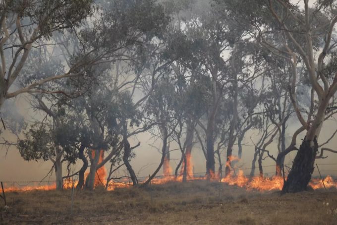 Die Buschfeuer brachten Zerstörung über Australien und viele dort beheimatete Tiere. Einige Koalas konnten aber auf die Hilfe von Spürhund Bear zählen. Buschfeuer Australien