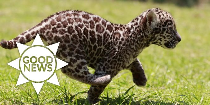 Good News - Gefährdete Jaguar-Population in Mexiko wächst wieder