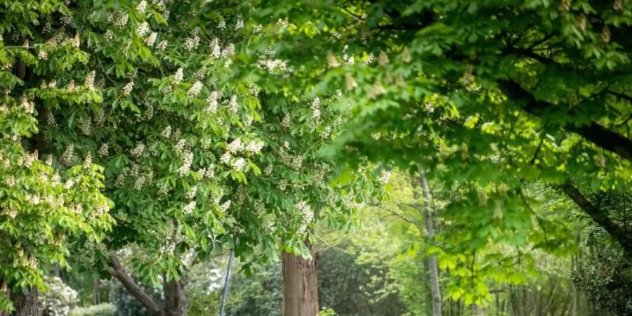 Zwei Spaziergänger gehen durch einen Park zwischen den Bäumen. Eine Studie beschäftigt sich mit dem Kühlungseffekt von Bäumen und Grünflächen in Städten. Foto: Sina Schuldt/dpa