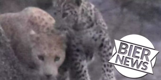 «Erdbeerfarben» - Inder entdecken weltweit dritten pinken Leoparden