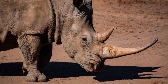 Im West Midlands Safari Park richtete ein Nashorn grossen Schaden an einem Auto an. (Symbolbild) nashorn