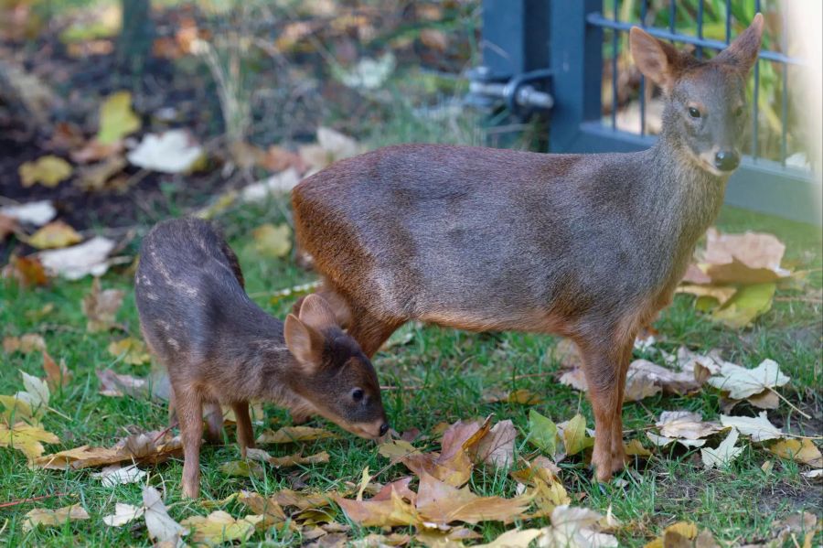 Das junge Süd-Pudu «Dulce» aus dem Kölner Zoo.