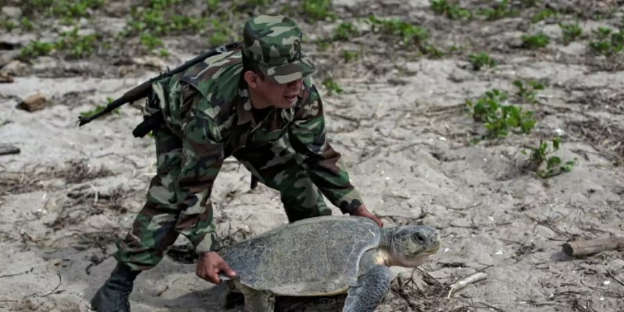 Soldat bewegt Schildkröte in Nicaragua