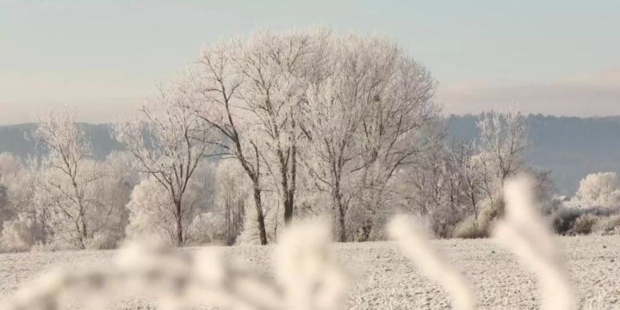Der Harz - eine Winterlandschaft. Foto: Matthias Bein/dpa-Zentralbild/ZB