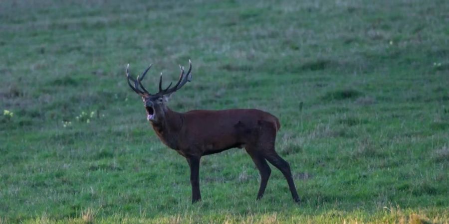 Hirsch