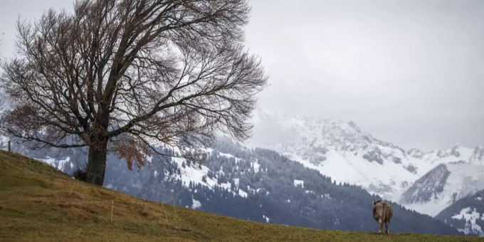 Der Winter bahnt sich in St. Margrethen SG langsam seinen Weg ins Tal. wetter winter