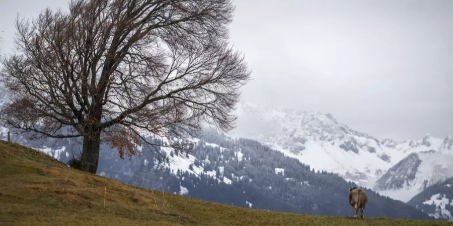 wetter winter