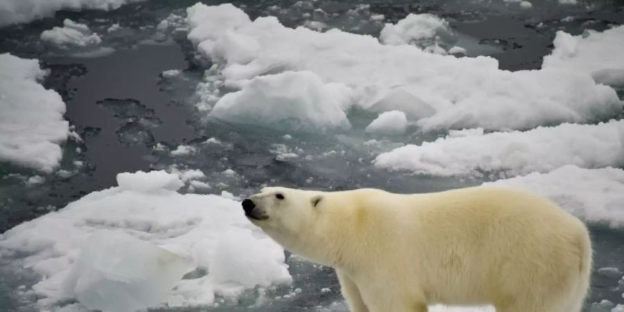Eisbär
