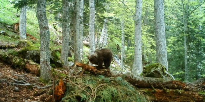 Braunbär in den Pyrenäen Braunbär in den Pyrenäen