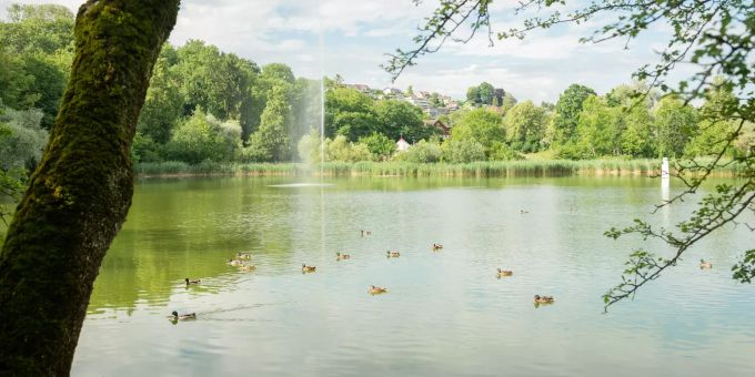 Der Stadtweier in Wil (SG). Der Stadtweier in Wil (SG).