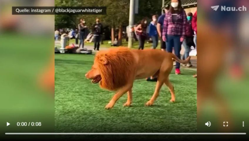 Dieser verkleidete Hund überrascht als Löwe