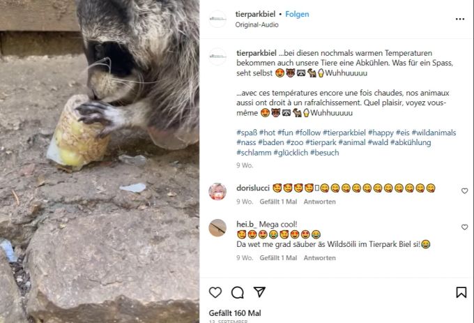 Die Waschbären freuten sich an den warmen Tagen über eine Portion gesundes Eis. Tierpark Biel Futter