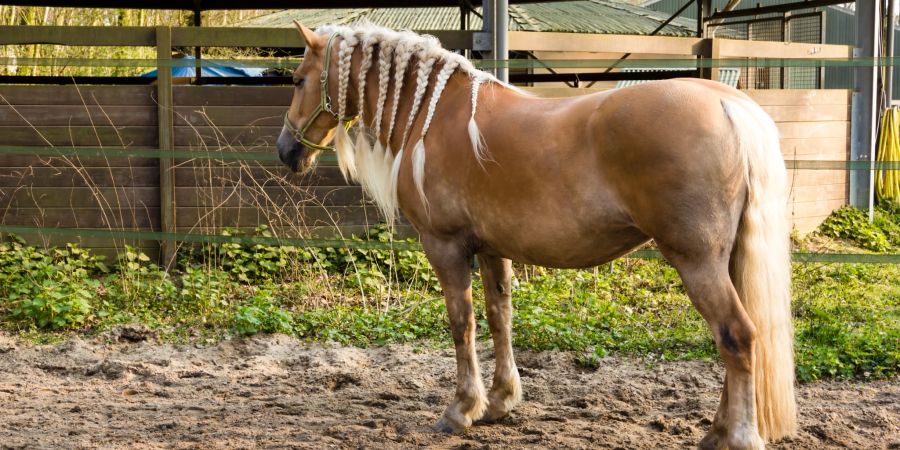 Pferd mit geflochtener Mähne