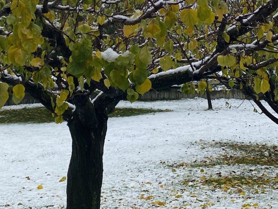 In Gampel VS liegt ebenfalls etwas Schnee.