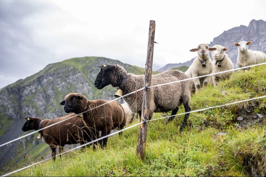 Dies führt zunehmend zu Konflikten zwischen Wolf und Mensch. (Symbolbild)