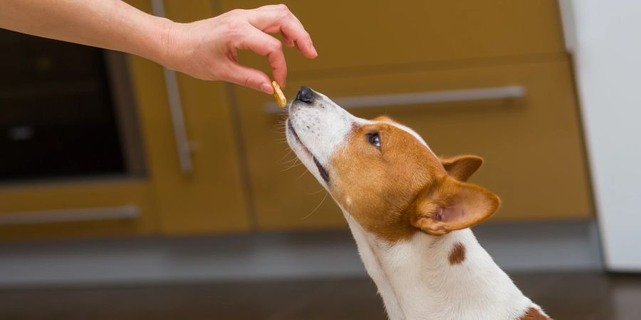 Hund bekommt Leckerli