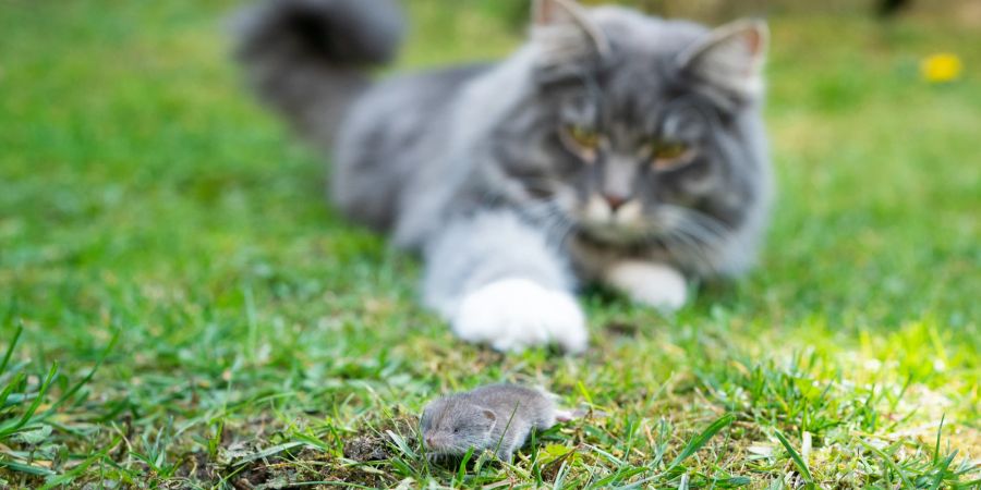 Katze schleicht an Maus heran